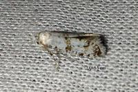 Scythropia crataegella