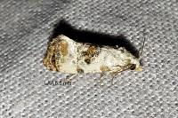 Neocochylis hybridella