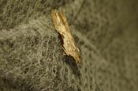 Hypatima rhomboidella