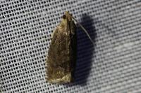 Cydia splendana