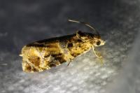 Lobesia botrana/reliquana