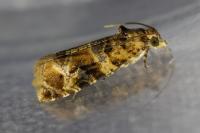 Lobesia botrana/reliquana