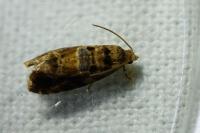Lobesia botrana/reliquana