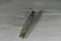 Yponomeuta sedella