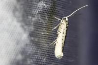Yponomeuta sedella
