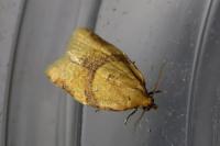 Clepsis consimilana