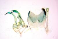 Aroga velocella