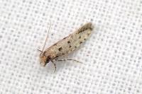 Ateliotum petrinella