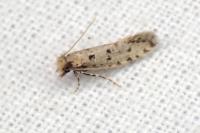 Ateliotum petrinella
