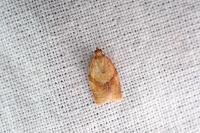 Clepsis consimilana