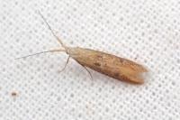 Coleophora salicorniae
