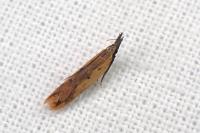 Dichomeris acuminata