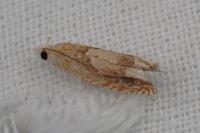 Eucosma conterminana