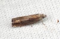 Eucosma obumbratana