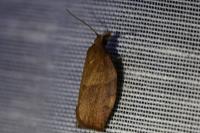 Pandemis heparana