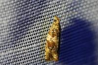 Celypha cespitana