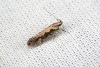 Ornativalva plutelliformis