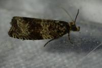 Celypha