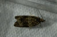 Celypha