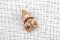 Phalonidia contractana