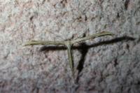 Emmelina monodactyla