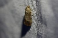 Cydia pomonella