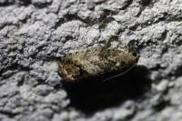 Cydia splendana