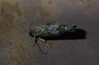 Cydia splendana