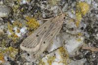 Acompsia antirrhinella/tripunctella