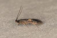 Neurothaumasia tenuipennella
