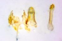 Caryocolum alsinellum