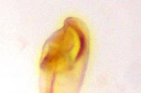 Caryocolum alsinellum
