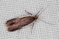 Nothris lemniscellus