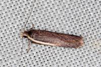 Nothris lemniscellus