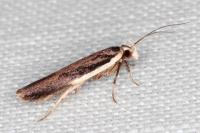 Nothris lemniscellus