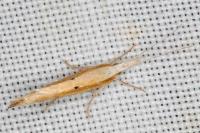 Ypsolopha nemorella