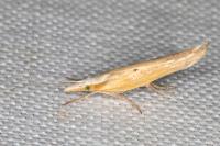 Ypsolopha nemorella