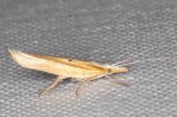 Ypsolopha nemorella
