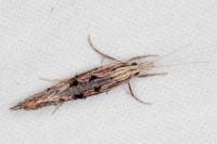 Ypsolopha scabrella