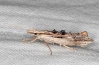 Ypsolopha scabrella