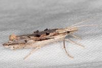 Ypsolopha scabrella