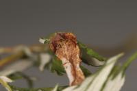Leucospilapteryx omissella