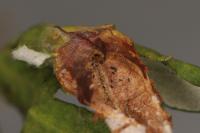 Leucospilapteryx omissella