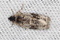 Celypha woodiana