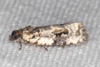 Celypha woodiana