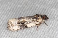 Celypha woodiana