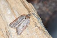 Acleris sparsana