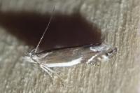 Sophronia humerella