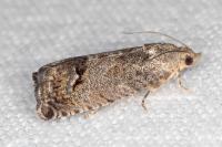 Cydia splendana