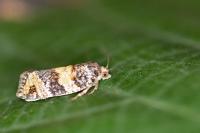 Ptycholomoides aeriferanus